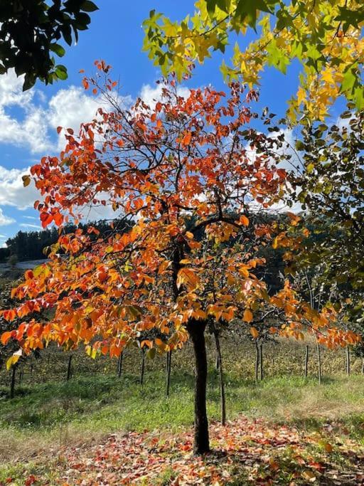 Willa Quinta Picouto De Cima Guimarães Zewnętrze zdjęcie